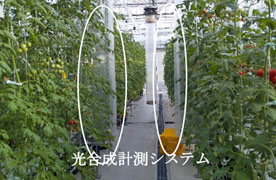 AOI機構温室内のトマト栽培と光合成計測システム